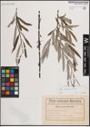 Foto von Salix eleagnos Scop.
